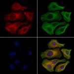 BCAM Antibody in Immunocytochemistry (ICC/IF)