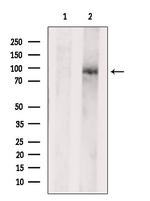 SEMA3A Antibody in Western Blot (WB)