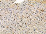 SEMA3F Antibody in Immunohistochemistry (Paraffin) (IHC (P))