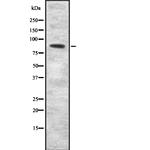 SEMA3F Antibody in Western Blot (WB)