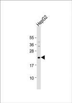 Neurogenin 1 Antibody in Western Blot (WB)