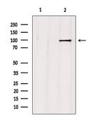 NLGN3 Antibody in Western Blot (WB)