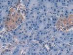 OAS2 Antibody in Immunohistochemistry (Paraffin) (IHC (P))