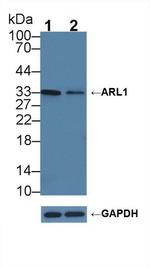 AK1BA Antibody in Western Blot (WB)