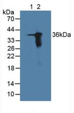 AK1BA Antibody in Western Blot (WB)