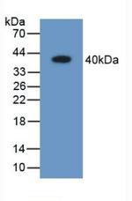 AK1BA Antibody in Western Blot (WB)