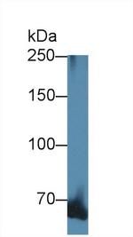 alpha Adducin Antibody in Western Blot (WB)