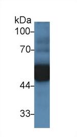 alpha-1 Antitrypsin Antibody in Western Blot (WB)