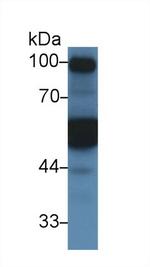 alpha-1 Antitrypsin Antibody in Western Blot (WB)