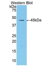 alpha-1 Antitrypsin Antibody in Western Blot (WB)