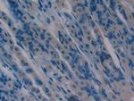 AHSP Antibody in Immunohistochemistry (Paraffin) (IHC (P))