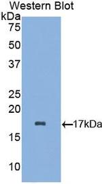 Alpha-lactalbumin Antibody in Western Blot (WB)