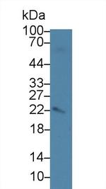 AMELX Antibody in Western Blot (WB)