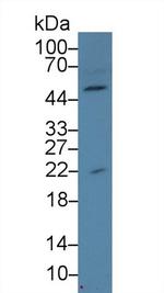 AMELX Antibody in Western Blot (WB)