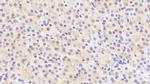 Aminoacylase Antibody in Immunohistochemistry (Paraffin) (IHC (P))