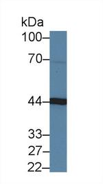 Aminoacylase Antibody in Western Blot (WB)