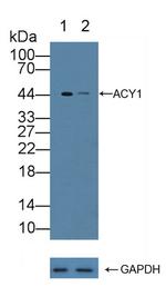 Aminoacylase Antibody in Western Blot (WB)