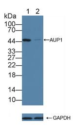 AUP1 Antibody in Western Blot (WB)