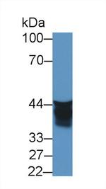 AUP1 Antibody in Western Blot (WB)