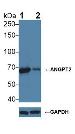 Angiopoietin 2 Antibody in Western Blot (WB)