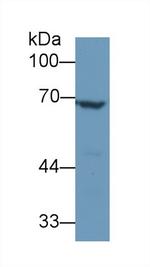 Angiopoietin 2 Antibody in Western Blot (WB)