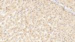 APOA4 Antibody in Immunohistochemistry (Paraffin) (IHC (P))