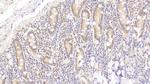 APOA4 Antibody in Immunohistochemistry (Paraffin) (IHC (P))