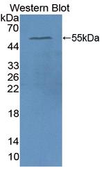 APOA4 Antibody in Western Blot (WB)