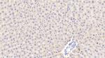 APOA5 Antibody in Immunohistochemistry (Paraffin) (IHC (P))