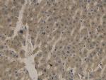 APOB Antibody in Immunohistochemistry (Paraffin) (IHC (P))