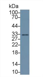 APOF Antibody in Western Blot (WB)