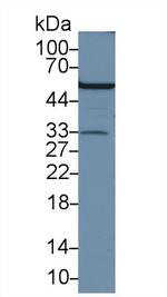 APOF Antibody in Western Blot (WB)