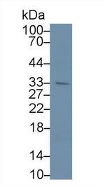 APOF Antibody in Western Blot (WB)