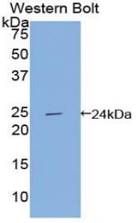 APOF Antibody in Western Blot (WB)