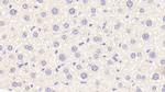 APOF Antibody in Immunohistochemistry (Paraffin) (IHC (P))