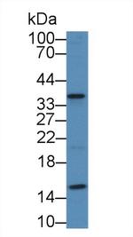 APOF Antibody in Western Blot (WB)