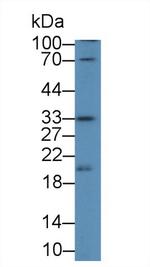 APOF Antibody in Western Blot (WB)