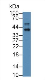 APOF Antibody in Western Blot (WB)