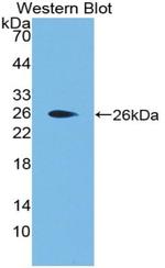 APOF Antibody in Western Blot (WB)