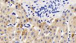 AIF Antibody in Immunohistochemistry (Paraffin) (IHC (P))