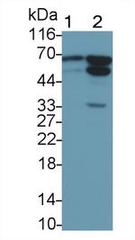 AIF Antibody in Western Blot (WB)