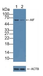 AIF Antibody in Western Blot (WB)