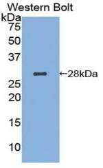 AIF Antibody in Western Blot (WB)