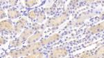 Artemin Antibody in Immunohistochemistry (Paraffin) (IHC (P))