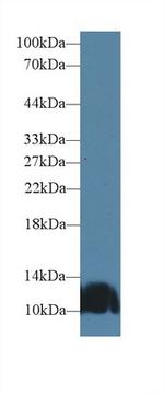 Artemin Antibody in Western Blot (WB)