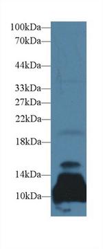 Artemin Antibody in Western Blot (WB)