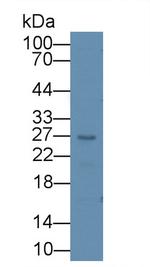 Artemin Antibody in Western Blot (WB)