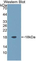 Artemin Antibody in Western Blot (WB)