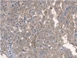 BMAL1 Antibody in Immunohistochemistry (Paraffin) (IHC (P))