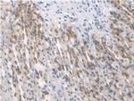 BMAL1 Antibody in Immunohistochemistry (Paraffin) (IHC (P))